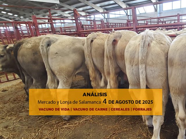 Análisis de la lonja y mercado de ganado vacuno de Salamanca 4 de agosto