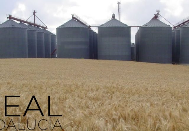 El cereal andaluz continúa encadenado a la crisis pese a una cosecha media-alta