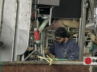 Dermatitis digital en vacuno lechero: causas, clínica y opciones de tratamiento