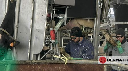 Dermatitis digital en vacuno lechero: causas, clínica y opciones de tratamiento