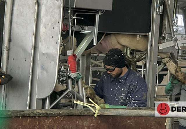 Dermatitis digital en vacuno lechero: causas, clínica y opciones de tratamiento