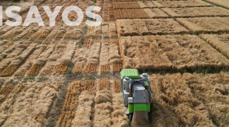 Termina la campaña del Ministerio de Agricultura de ensayos agronómicos de cultivos de invierno para el registro de nuevas variedades