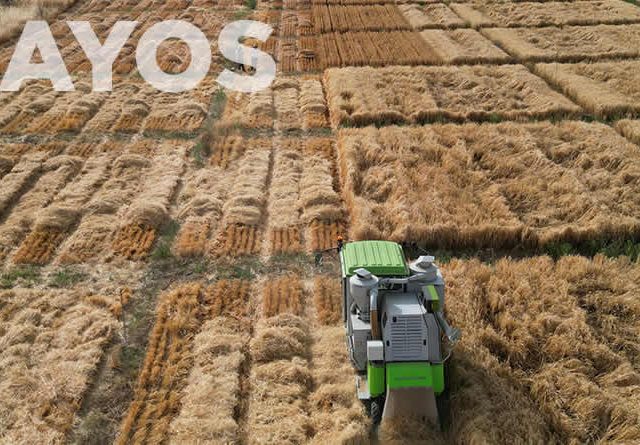 Termina la campaña del Ministerio de Agricultura de ensayos agronómicos de cultivos de invierno para el registro de nuevas variedades