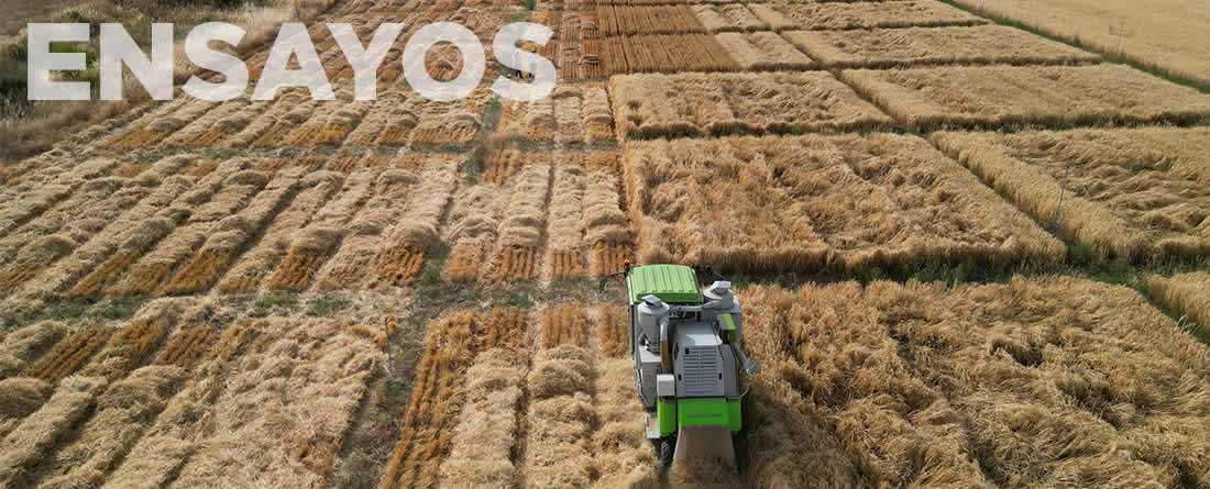 Termina la campaña del Ministerio de Agricultura de ensayos agronómicos de cultivos de invierno para el registro de nuevas variedades