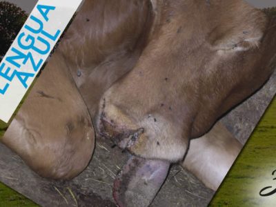 Cooperativas Agro-alimentarias de Andalucía solicita ayudas para que los ganaderos puedan hacer frente a los virulentos brotes de Lengua Azul