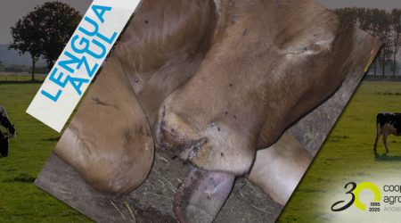 Cooperativas Agro-alimentarias de Andalucía solicita ayudas para que los ganaderos puedan hacer frente a los virulentos brotes de Lengua Azul