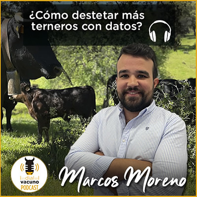 Marcos Morenos de MSD podcast sobre destetar más terneros con datos y la identificación electrónica en vacuno