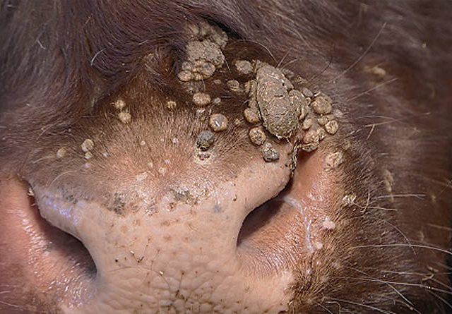 Papilomavirus en bovino, la amenaza silenciosa