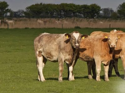 Unión de Uniones considera inaceptable que mientras se chequea la tuberculosis en prácticamente el 100% del bovino, sólo se llega al 2% en el jabalí, uno de los reservorios de la enfermedad