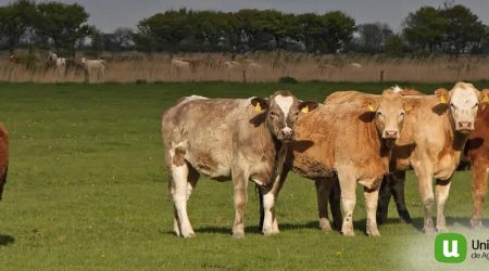 Unión de Uniones considera inaceptable que mientras se chequea la tuberculosis en prácticamente el 100% del bovino, sólo se llega al 2% en el jabalí, uno de los reservorios de la enfermedad