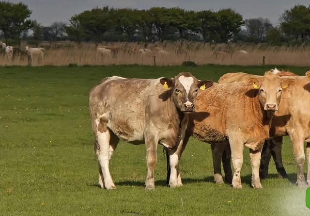Unión de Uniones considera inaceptable que mientras se chequea la tuberculosis en prácticamente el 100% del bovino, sólo se llega al 2% en el jabalí, uno de los reservorios de la enfermedad