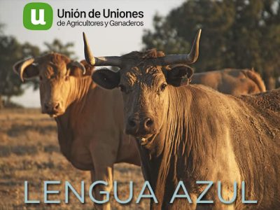 Unión de Uniones insta a las CC.AA y al Ministerio que aúnen esfuerzos contra la lengua azul en vacuno