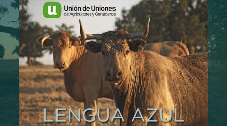 Unión de Uniones insta a las CC.AA y al Ministerio que aúnen esfuerzos contra la lengua azul en vacuno