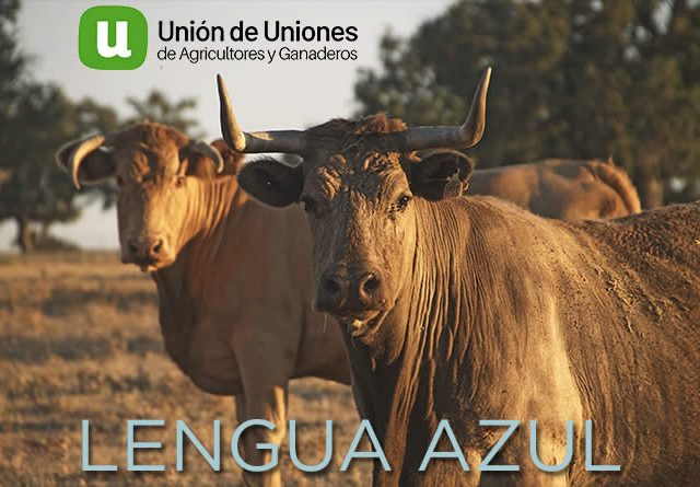 Unión de Uniones insta a las CC.AA y al Ministerio que aúnen esfuerzos contra la lengua azul en vacuno