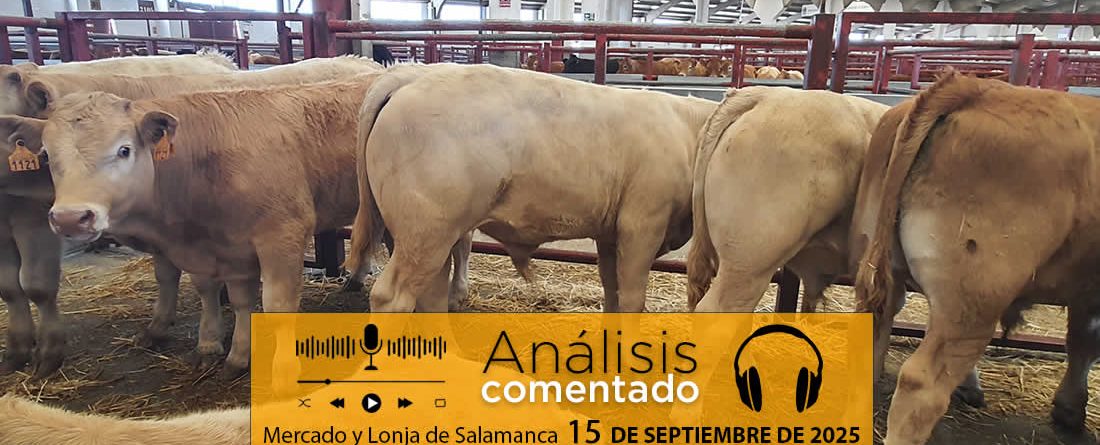 Análisis de la lonja y mercado de ganado vacuno de Salamanca 15 de septiembre