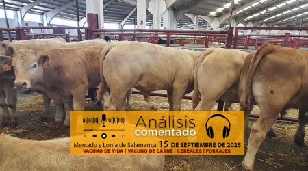 Análisis de la lonja y mercado de ganado vacuno de Salamanca 15 de septiembre