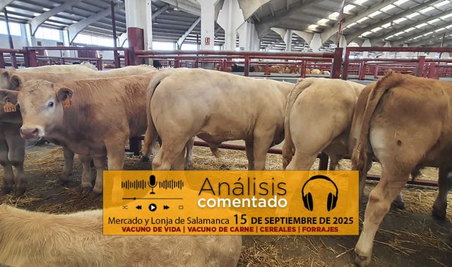 Análisis de la lonja y mercado de ganado vacuno de Salamanca 15 de septiembre