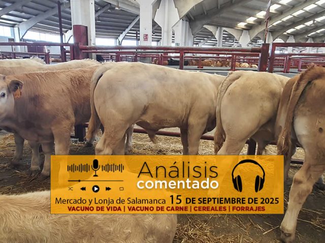 Análisis de la lonja y mercado de ganado vacuno de Salamanca 15 de septiembre