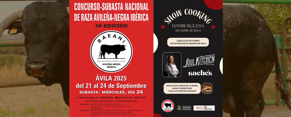 Lista la 49 Feria de la Raza Avileña – Negra Ibérica en Ávila: fechas, programa y subasta.