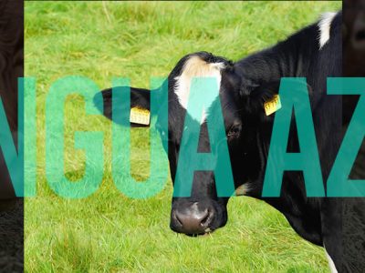 El comité de la Red de Alerta Sanitaria Veterinaria recomienda incrementar la vacunación para hacer frente a la lengua azul