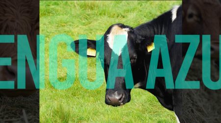 El comité de la Red de Alerta Sanitaria Veterinaria recomienda incrementar la vacunación para hacer frente a la lengua azul