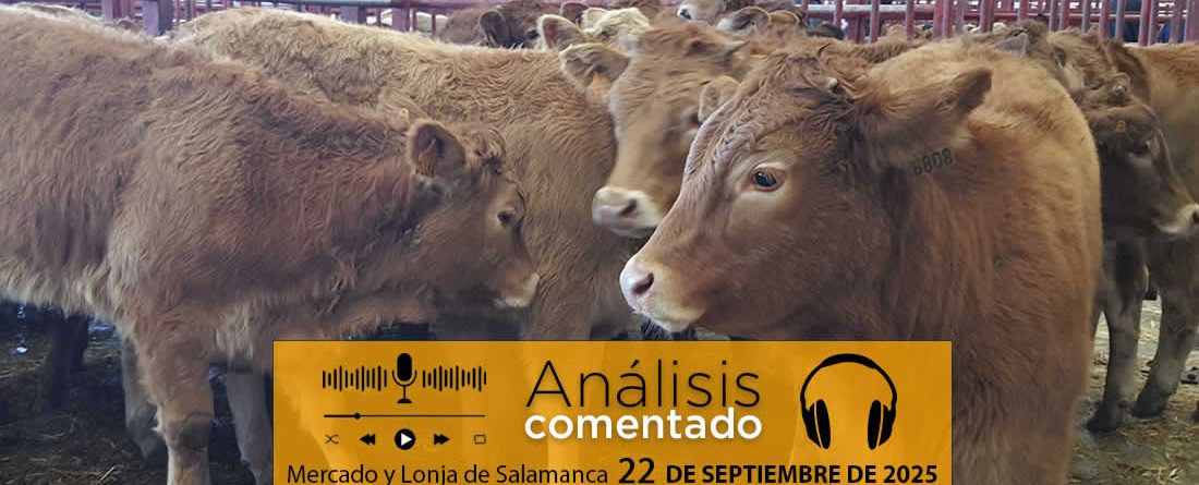 Análisis de la lonja y mercado de ganado de Salamanca 22 de septiembre de 2025