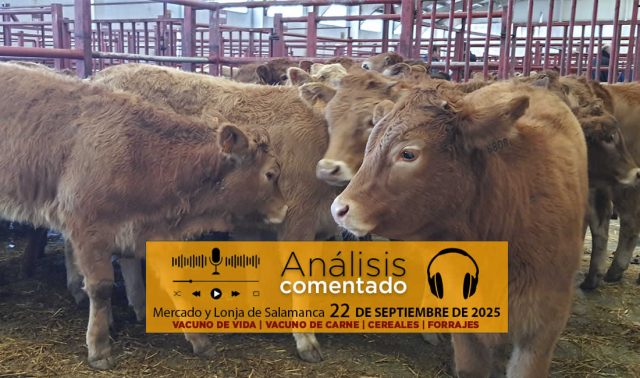 Análisis de la lonja y mercado de ganado de Salamanca 22 de septiembre de 2025