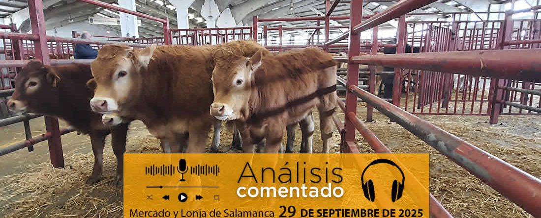 Análisis de la lonja y mercado de ganado de Salamanca 29 de septiembre de 2025