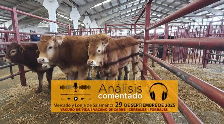 Análisis de la lonja y mercado de ganado de Salamanca 29 de septiembre de 2025