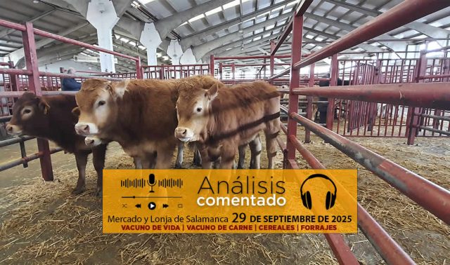 Análisis de la lonja y mercado de ganado de Salamanca 29 de septiembre de 2025