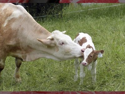 El valor de la producción de carne de vacuno creció un 12 % el año pasado y se situó en 4.452 millones de euros