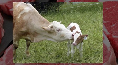 El valor de la producción de carne de vacuno creció un 12 % el año pasado y se situó en 4.452 millones de euros