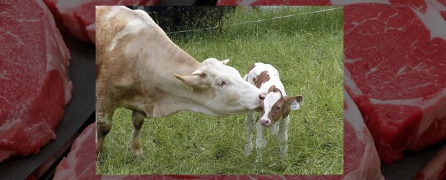 El valor de la producción de carne de vacuno creció un 12 % el año pasado y se situó en 4.452 millones de euros