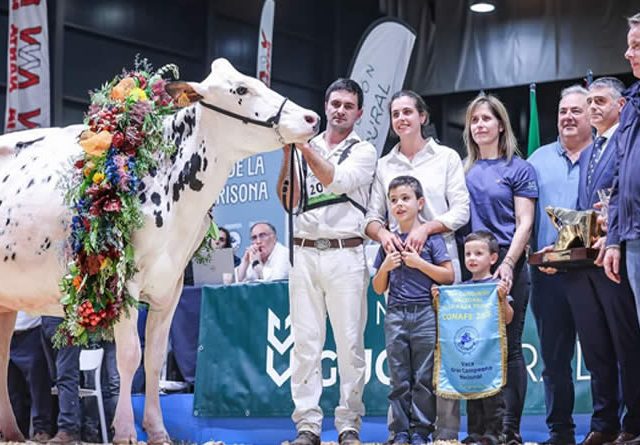 Venturo Happen Rosani (Casa Venturo) gana para Asturias el Concurso Nacional de Raza Frisona 2025