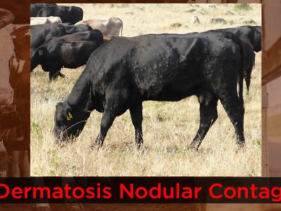 Unión de Uniones insta al Ministerio a extender la vacunación preventiva contra la DNC y a revisar en profundidad los protocolos de cara a posibles nuevos focos