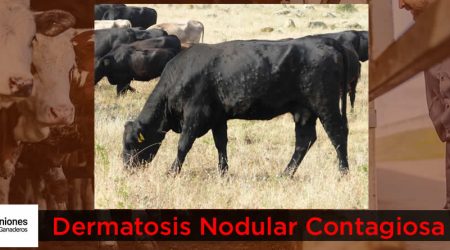 Unión de Uniones insta al Ministerio a extender la vacunación preventiva contra la DNC y a revisar en profundidad los protocolos de cara a posibles nuevos focos