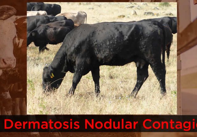 Unión de Uniones insta al Ministerio a extender la vacunación preventiva contra la DNC y a revisar en profundidad los protocolos de cara a posibles nuevos focos