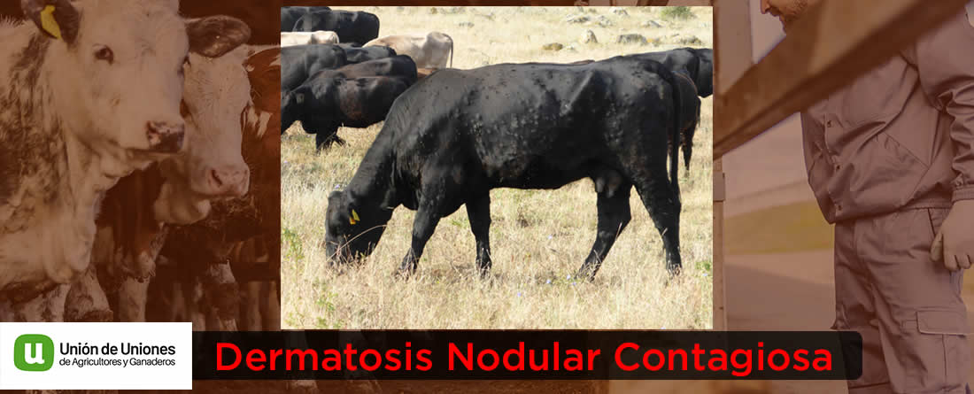 Unión de Uniones insta al Ministerio a extender la vacunación preventiva contra la DNC y a revisar en profundidad los protocolos de cara a posibles nuevos focos