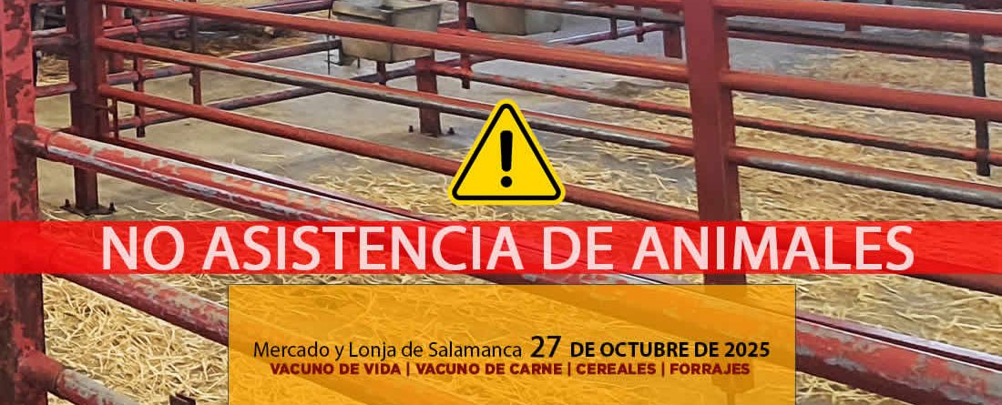 Análisis de la lonja y mercado de ganado vacuno de Salamanca 27 de octubre de 2025 por Dermatosis Nodular Contagiosa