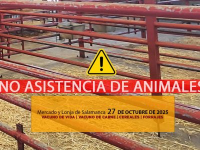 Análisis de la lonja y mercado de ganado vacuno de Salamanca 27 de octubre de 2025 por Dermatosis Nodular Contagiosa