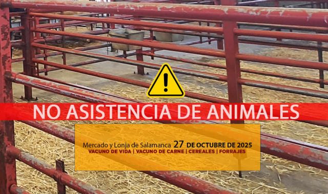 Análisis de la lonja y mercado de ganado vacuno de Salamanca 27 de octubre de 2025 por Dermatosis Nodular Contagiosa