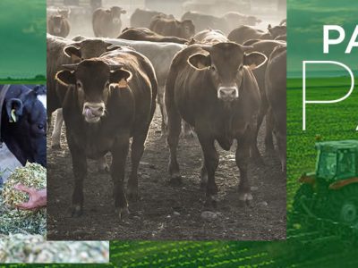 Ganaderos y agricultores percibirán 2.563 millones de euros en pagos anticipados de las ayudas directas de la PAC