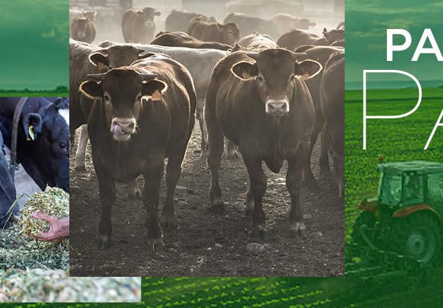 Ganaderos y agricultores percibirán 2.563 millones de euros en pagos anticipados de las ayudas directas de la PAC