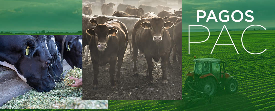 Ganaderos y agricultores percibirán 2.563 millones de euros en pagos anticipados de las ayudas directas de la PAC