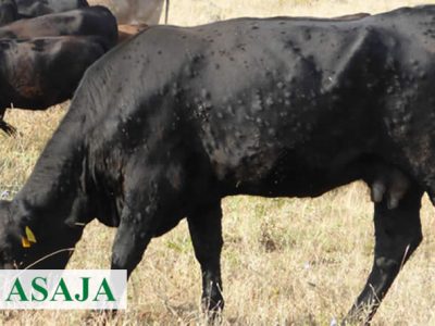 ASAJA exige al Ministerio que garantice la “regionalización” del foco de Dermatosis Nodular Contagiosa detectado en Cataluña y el mantenimiento de las exportaciones de vacuno