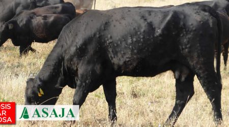 ASAJA exige al Ministerio que garantice la “regionalización” del foco de Dermatosis Nodular Contagiosa detectado en Cataluña y el mantenimiento de las exportaciones de vacuno