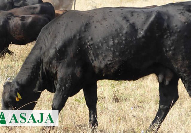 ASAJA exige al Ministerio que garantice la “regionalización” del foco de Dermatosis Nodular Contagiosa detectado en Cataluña y el mantenimiento de las exportaciones de vacuno