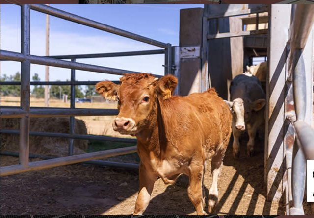 DEHESA GRANDE reduce un 76% el uso de combustibles fósiles y evita 50 toneladas de CO2 en 2025