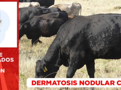 uspendido las ferias y mercados de ganado durante varias semanas