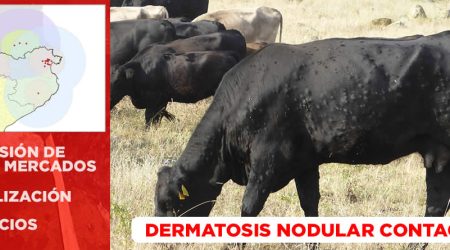 uspendido las ferias y mercados de ganado durante varias semanas